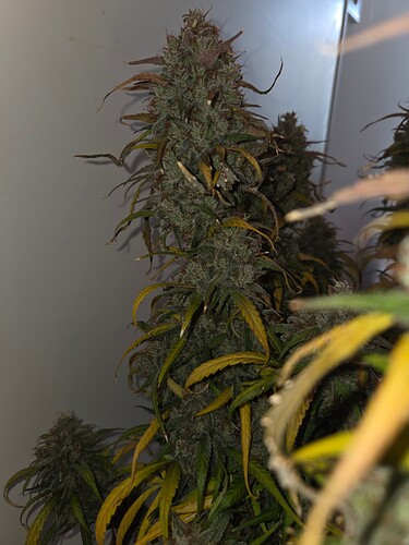 Growreport Bild 7