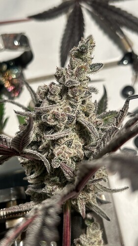 Growreport Bild 19