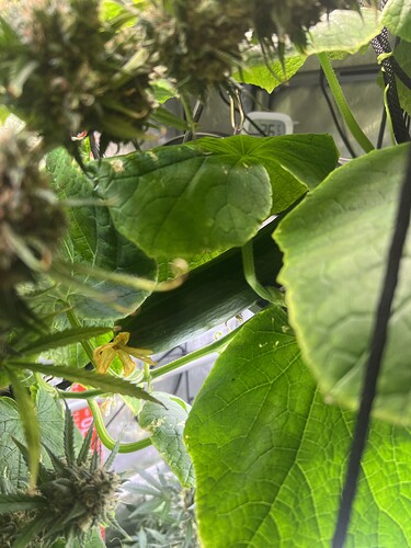 Growreport Bild 40