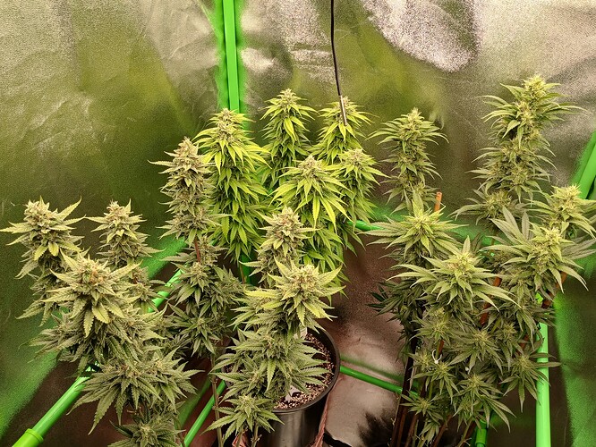 Growreport Bild 22