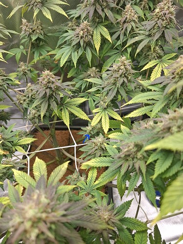 Growreport Bild 2