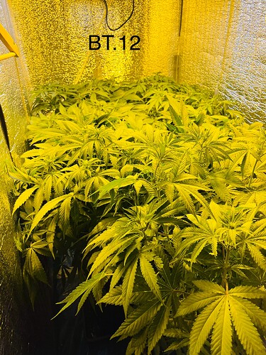 Growreport Bild 4