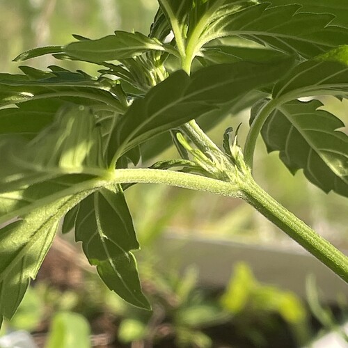 Growreport Bild 4