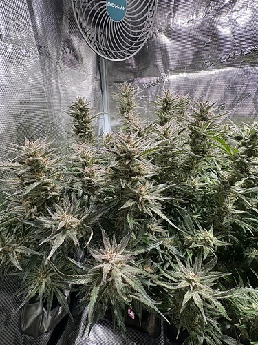 Growreport Bild 3
