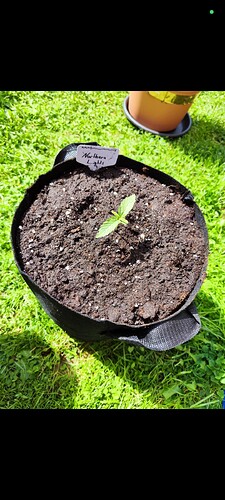 Growreport Bild 6