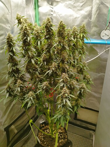 Growreport Bild 3