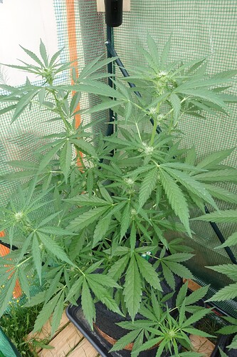 Growreport Bild 14
