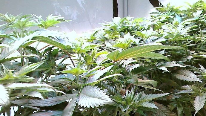 Growreport Bild 7