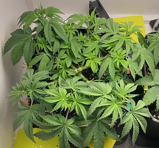 Growreport Bild 29