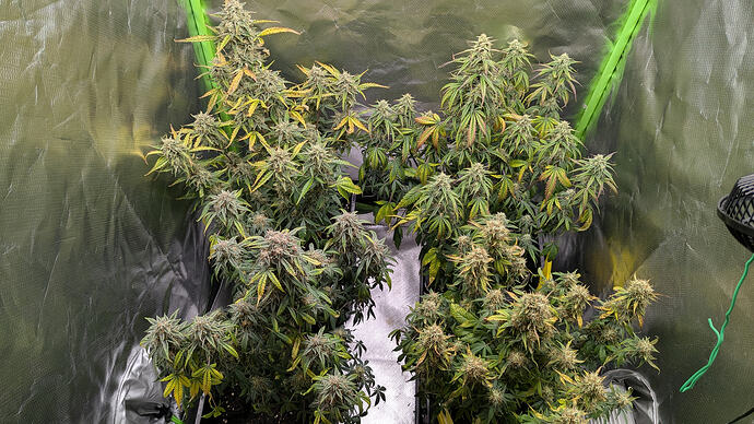 Growreport Bild 1