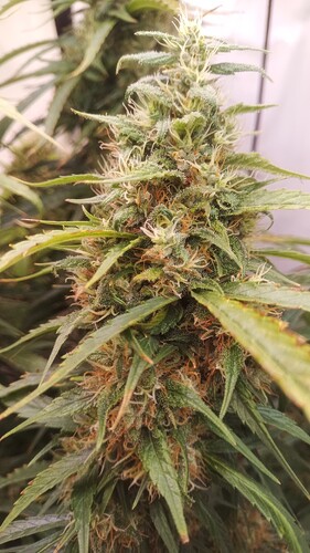 Growreport Bild 7