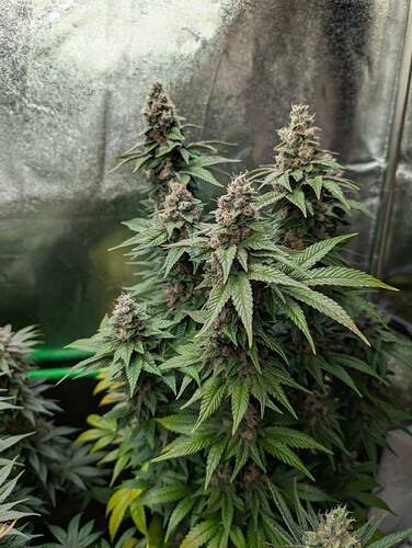 Growreport Bild 12