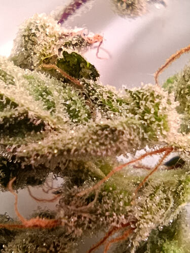 Growreport Bild 16