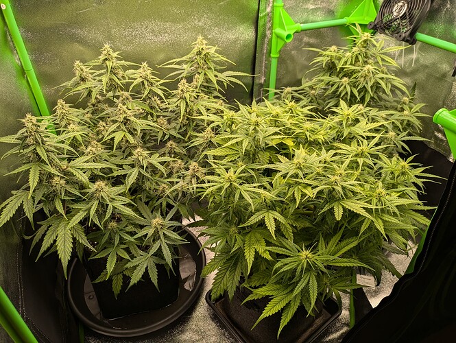 Growreport Bild 20