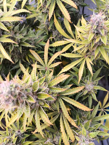 Growreport Bild 3