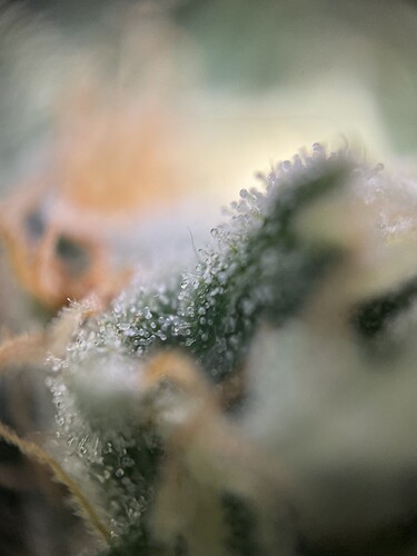 Growreport Bild 37
