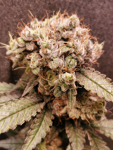 Growreport Bild 2