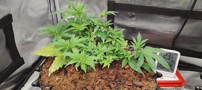 IMG_20251003_090335487