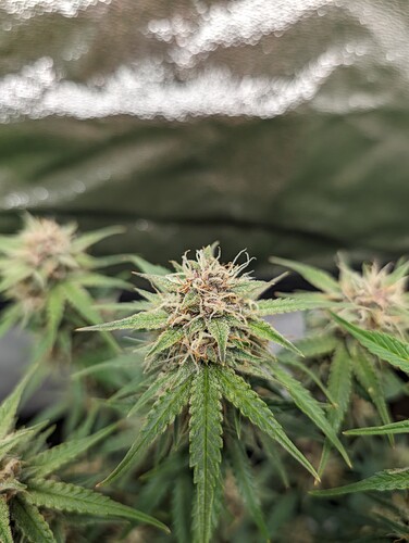 Growreport Bild 7