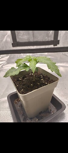 Growreport Bild 7