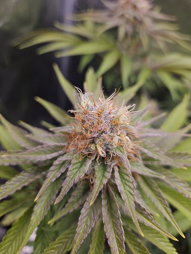 Growreport Bild 11