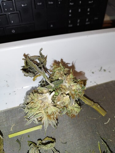 Growreport Bild 3