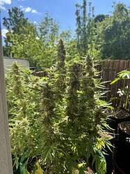 Growreport Bild 1