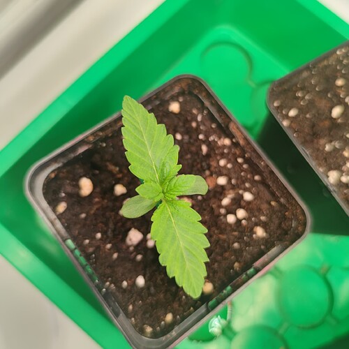 Growreport Bild 2