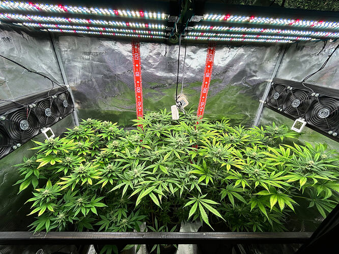 Blick in ein Growzelt mit mehreren blühenden Cannabispflanzen unter LED-Beleuchtung.
