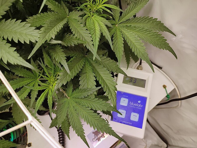 Growreport Bild 4