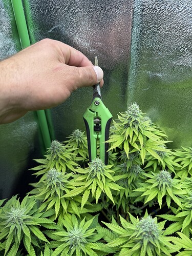 Growreport Bild 27