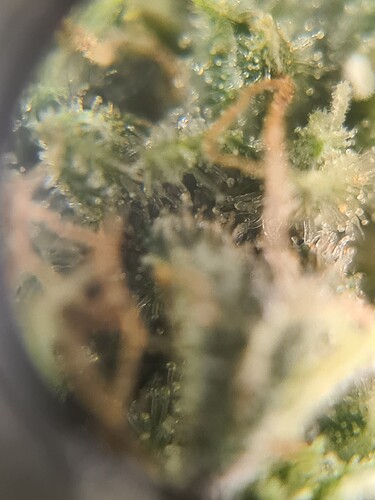 Growreport Bild 34