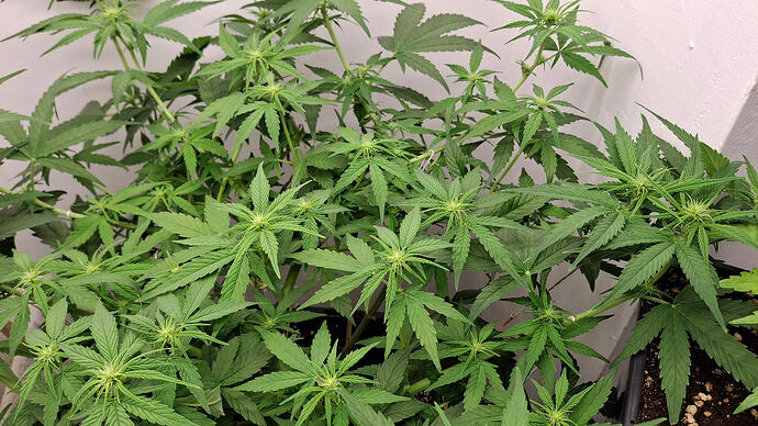 Growreport Bild 223