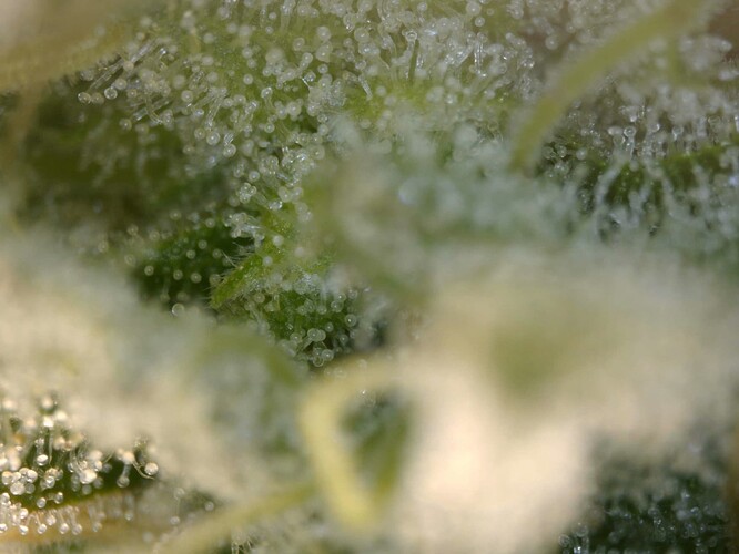 20250610-trichome01