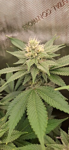 Growreport Bild 6