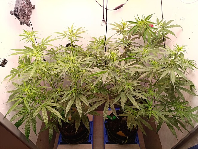 Growreport Bild 46