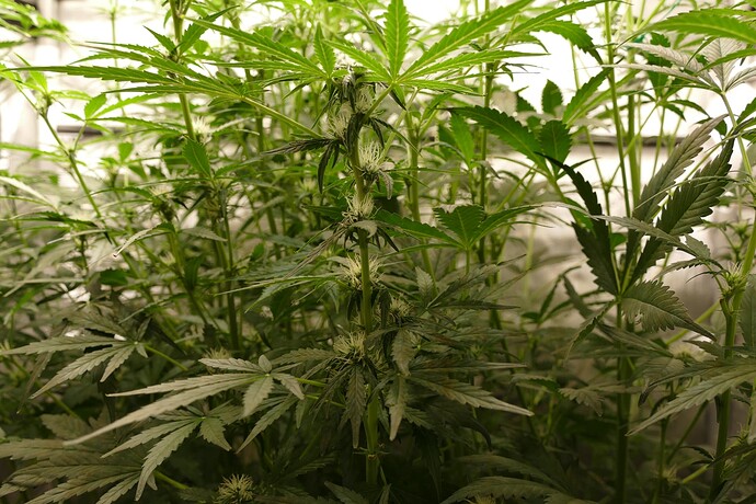 Growreport Bild 1