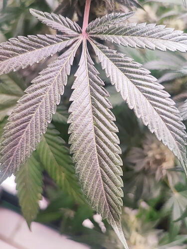 Growreport Bild 102