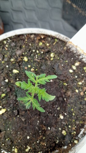 Growreport Bild 4