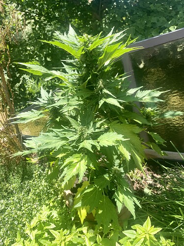 Growreport Bild 6