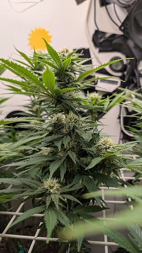 Growreport Bild 20