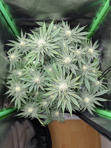 Growreport Bild 5