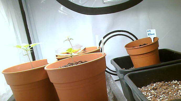 Growreport Bild 4