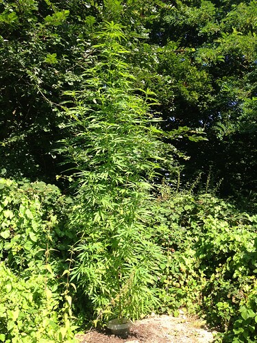 Growreport Bild 63