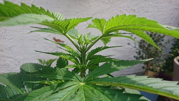 Growreport Bild 33
