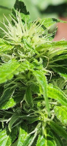 Growreport Bild 47
