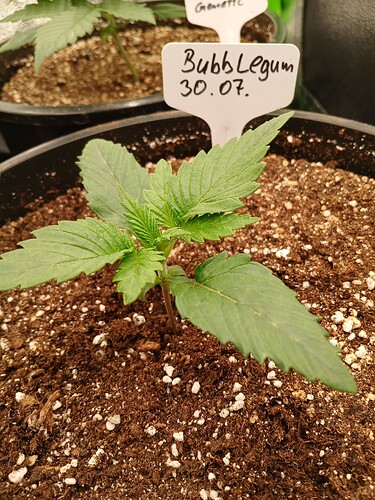 Growreport Bild 1