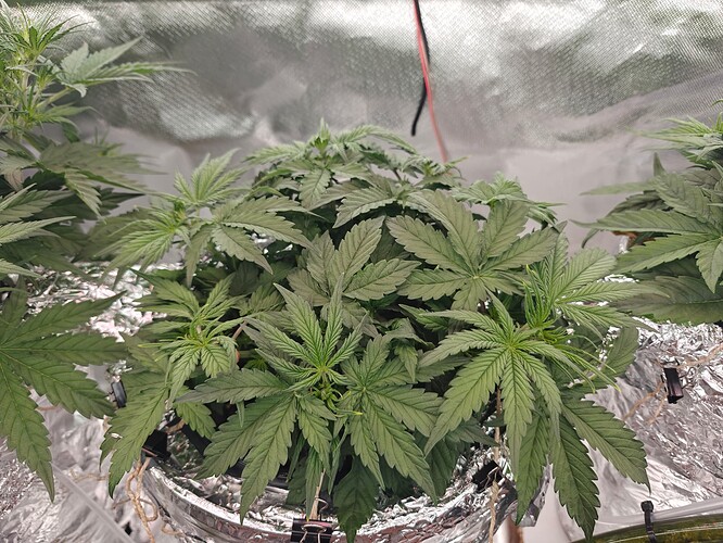 Growreport Bild 3