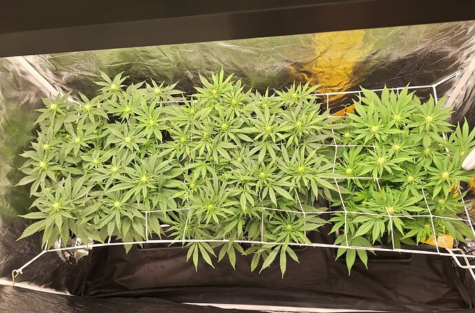 Growreport Bild 6