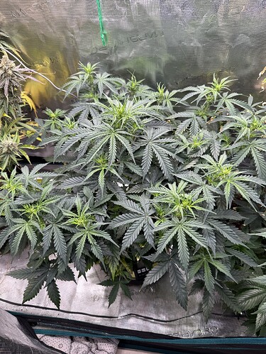 Growreport Bild 4